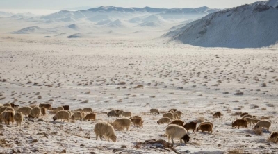 Помощь братскому народу: как Бурятия помогает Монголии в борьбе с дзудом